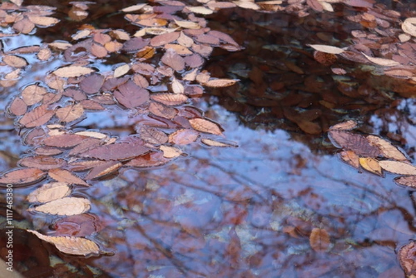 Obraz 落ち葉 池 水たまり 木の葉