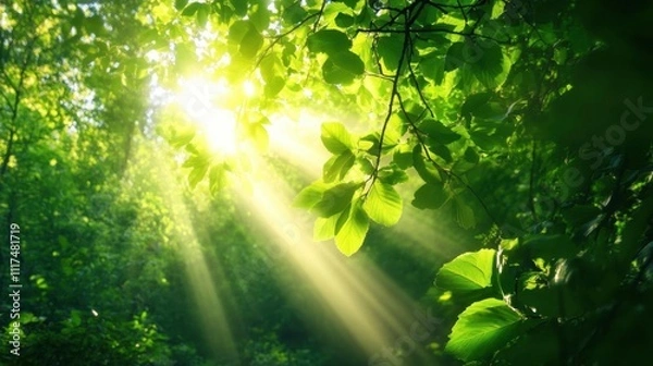 Fototapeta Sunlight filters through lush green leaves in a serene forest setting.