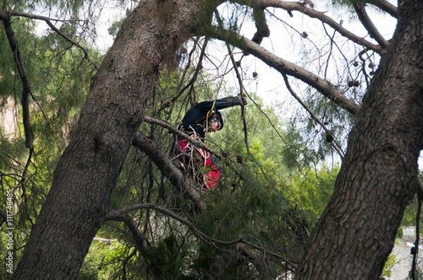 Obraz Przycinanie dużych drzew