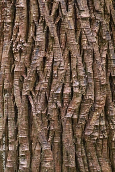 Obraz 杉の木 木 木肌