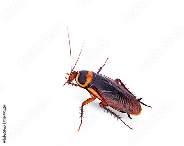 Obraz closeup brown cockroach on a white,isolated