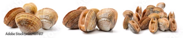 Obraz clams isolated on white background