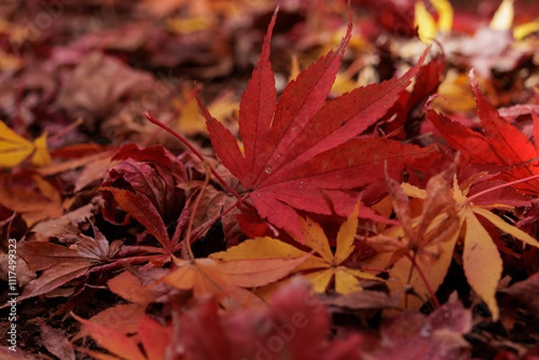 Fototapeta 紅葉した落ち葉