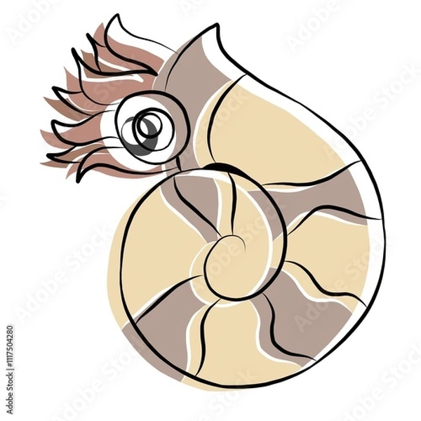 Obraz Sea shells, sea shells picture , animal, beautiful images used in general work.