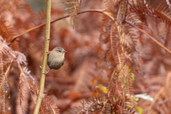 Obraz Le joli troglodyte mignon