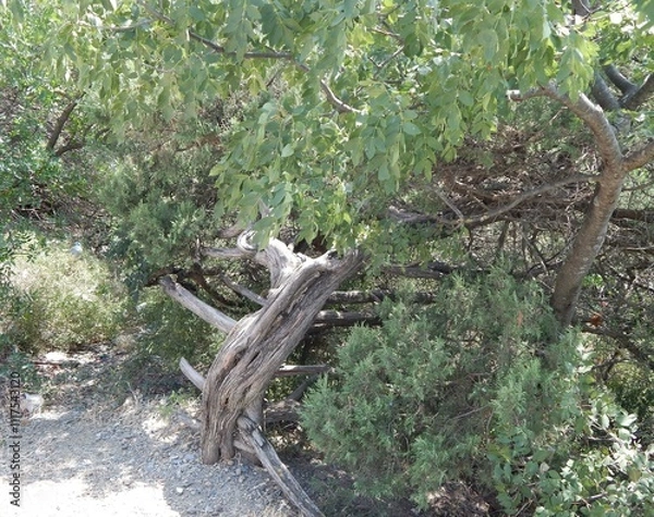 Obraz Можжевельник