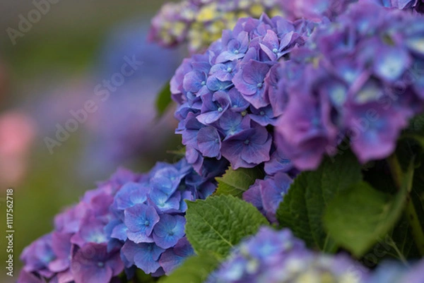 Obraz blaue Bauernhortensien