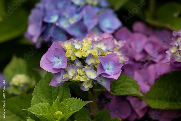 Obraz blaue Bauernhortensien