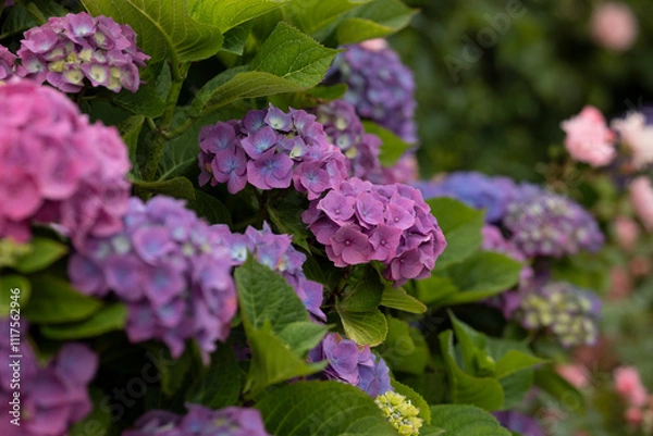 Obraz blaue Bauernhortensien