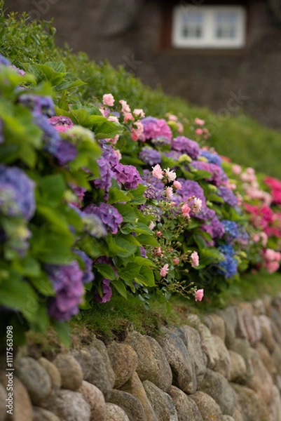 Obraz blaue Bauernhortensien