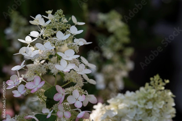 Fototapeta Die Blüte einer Rispenhortensie