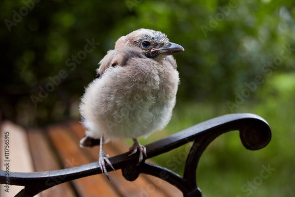 Obraz Eichelhäher Küken