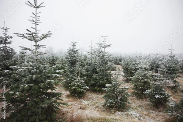 Obraz Weihnachtsbaum Schonung
