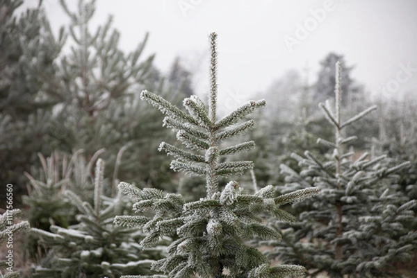 Obraz Weihnachtsbaum Schonung