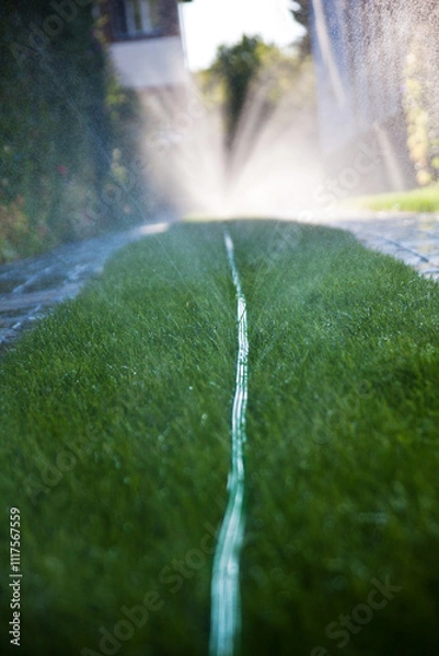 Obraz Ein Wasserschlauch bewässert frischen Rasen in einer Einfahrt