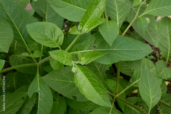 Obraz Atropa belladonna 