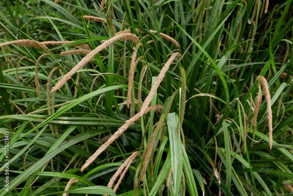 Obraz Carex pendula in bloom