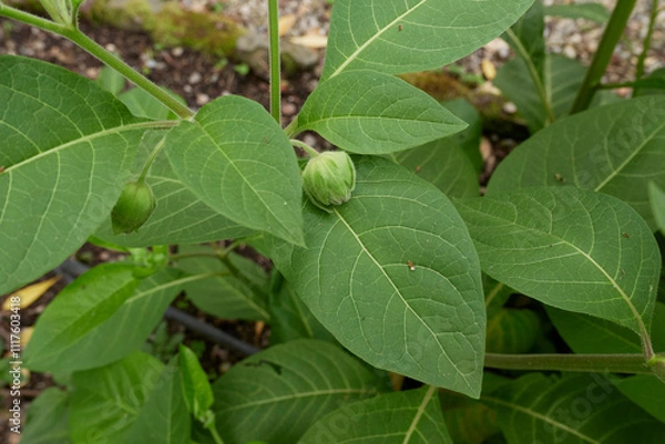 Obraz Atropa belladonna 