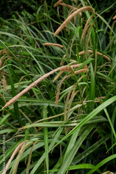 Obraz Carex pendula in bloom