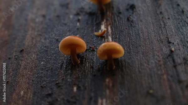 Obraz mushroom on a tree