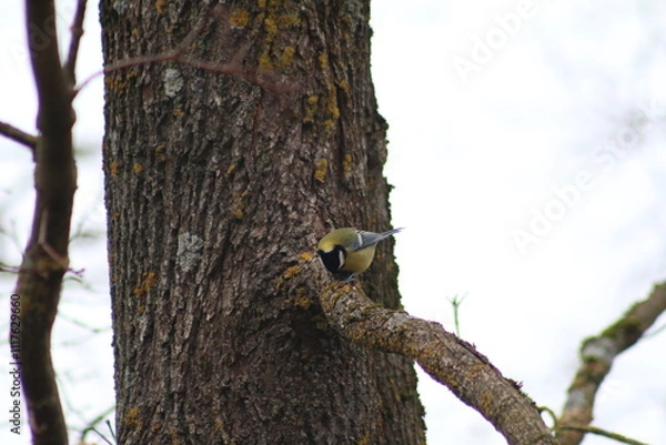 Obraz woodpecker on tree