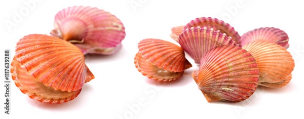 Obraz Raw scallop on white background 