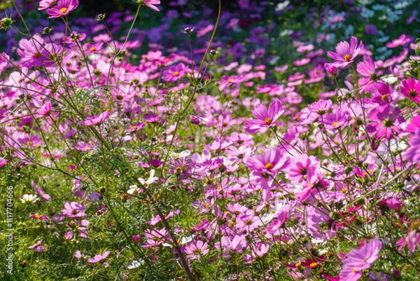 Fototapeta 満開のコスモスが咲き誇る秋の風景