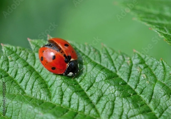 Obraz Ladybug with wings partially open, landing on a leaf