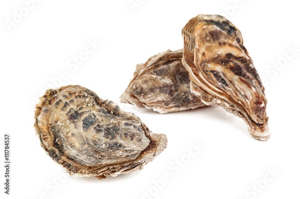 Obraz raw delicious oysters