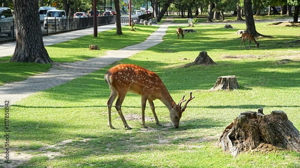 Obraz deer in the park