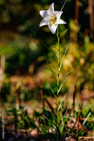 Obraz 晩秋、陽だまりの白いゆり