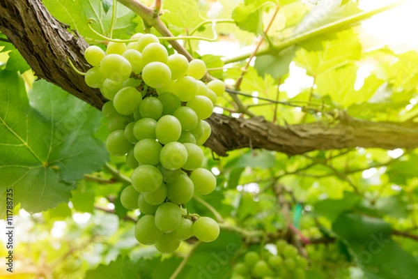 Fototapeta Grapes in vineyard on a sunny day