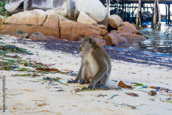 Fototapeta Monkeys on the beach in bintan islands, beach monkeys in bintan area eating snacks given by tourists