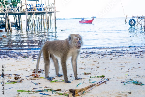 Fototapeta Monkeys on the beach in bintan islands, beach monkeys in bintan area eating snacks given by tourists