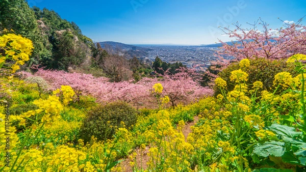 Obraz 松田町の丘の上に咲く春の花々と足柄平野の景色【神奈川県】