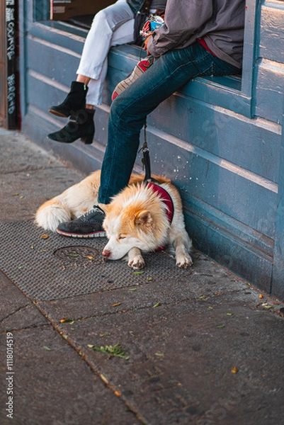 Obraz Relaxing Urban Scene with People Sitting on a City Window Sill and a Calm Dog Lying on the Pavement in a Busy Street Corner