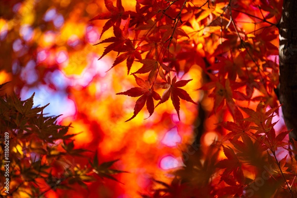 Fototapeta 燃える秋