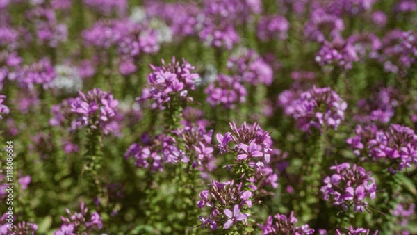 Fototapeta Field of teucrium capitatum in mallorca, balearic islands, showcasing vibrant purple flowers in full bloom on a sunny day surrounded by natural greenery
