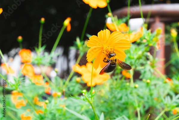 Obraz 【クマバチ】都会のキバナコスモスの花粉を集めるかわいいクマバチ【キバナコスモス】