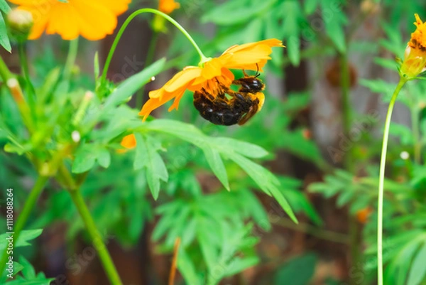 Obraz 【クマバチ】都会のキバナコスモスの花粉を集めるかわいいクマバチ【キバナコスモス】