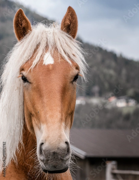Obraz Pferdeportrait