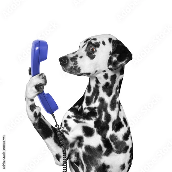 Fototapeta dog keeps phone in its paw