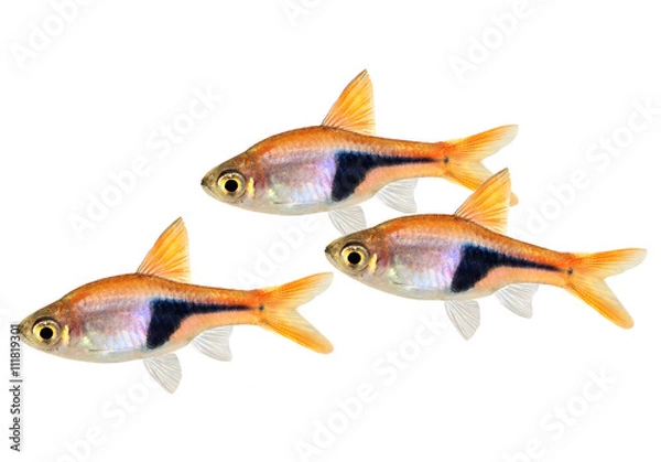 Fototapeta Rój ryb słodkowodnych Rasbora Het Harlequin rasbora heteromorpha