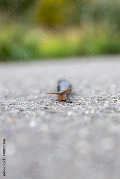 Obraz A tiger angel (Limax maximus) on its way to the meadow