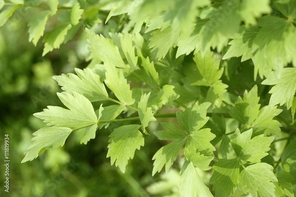 Obraz Lovage.