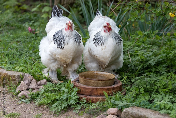 Obraz Brahma chickens make a zoo unsafe