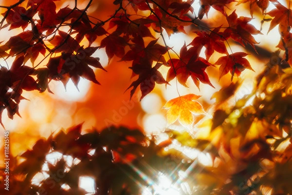 Fototapeta 京都の常照寺の美しい紅葉