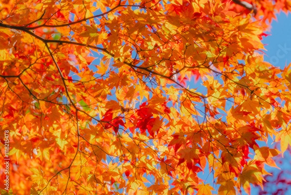 Fototapeta 京都の常照寺の美しい紅葉