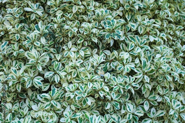 Obraz Vibrant foliage with variegated leaf patterns. Variegated green and white leaves background