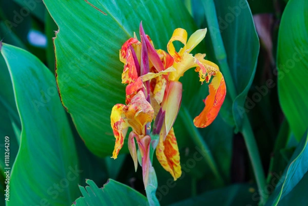 Obraz Close-up of canna indica flower with vibrant orange and yellow petals. Indian shot plant with colorful bloom and green leaves